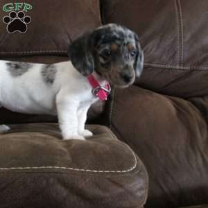 Maui, Dachshund Puppy